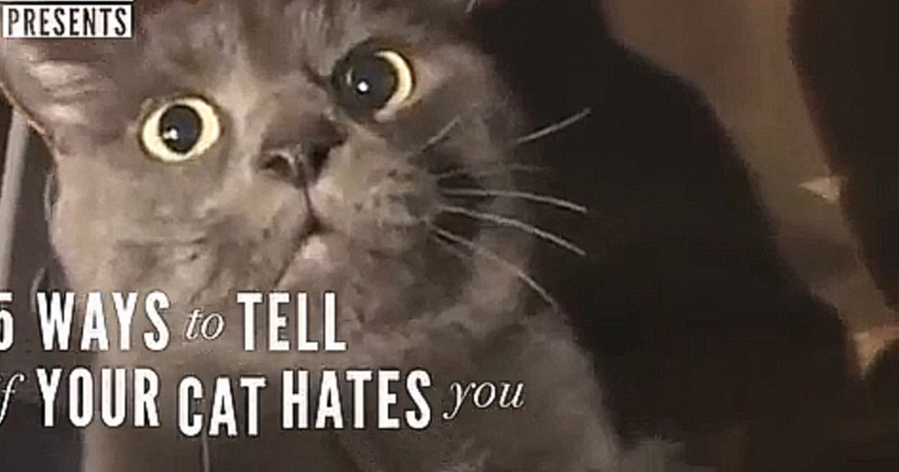 Видеоклип 5 способов понять, что ваш кот вас ненавидит