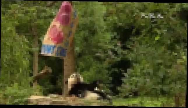 Видеоклип Годовалый детёныш панды отметил первый день рождения в зоопарке Вашингтона