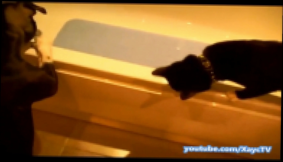 Видеоклип Черный Котик учится ходить по краю ванны и падает в нее. Зверские новости Xayc.TV №15 