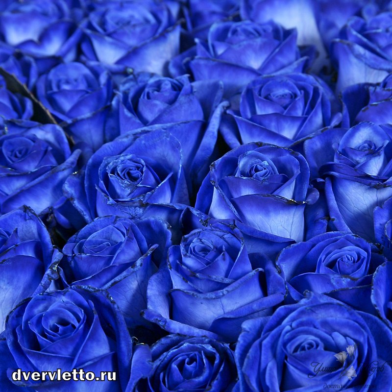 LONG TIME AGO типа синие розы не по русски D | DR. ALBAN