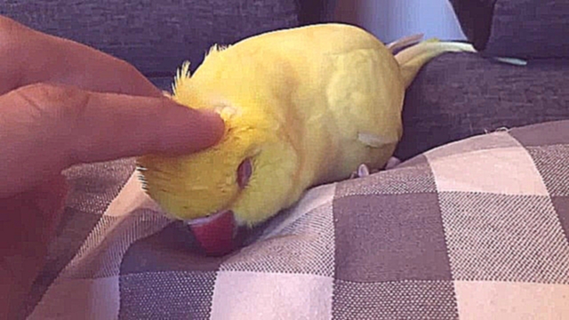 Видеоклип Сонный попугай
