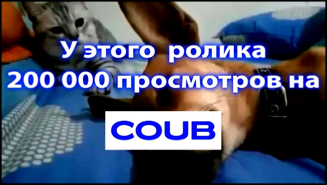 COUB Лучшее - 200000 просмотров. 