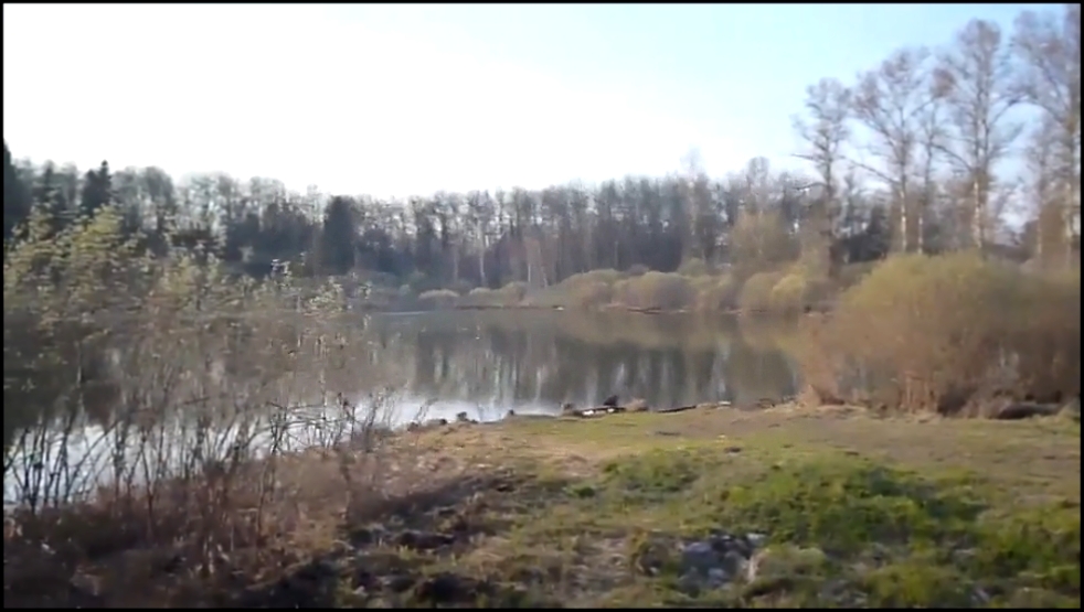 Видеоклип Деденево Пруд с чайками Верба начала цвести 28 04 2015