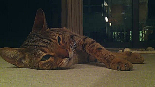 Видеоклип Кот засыпает под «Спокойной ночи малыши» 