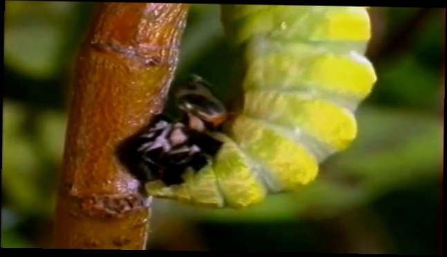 Видеоклип Человек, словно бабочка, переживает стадию развития своей души