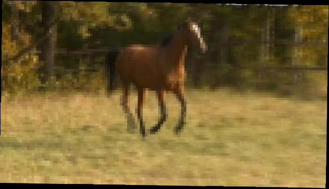 Видеоклип лошади на продажу, кобыла РЕПРИЗА  2007г.р.(Пегас – Роза ) 