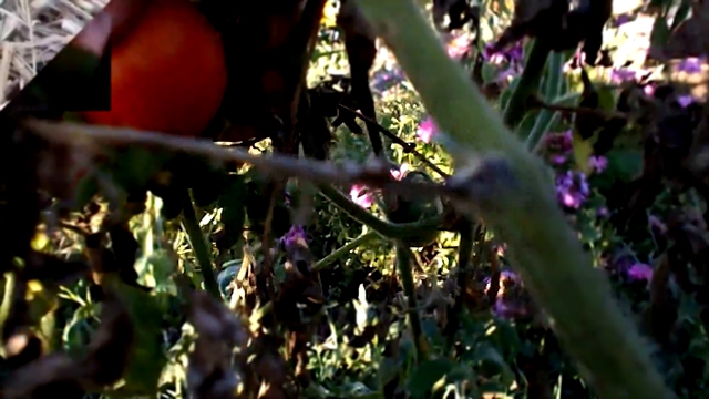 Видеоклип Сорт томата “Бархатный пижон“