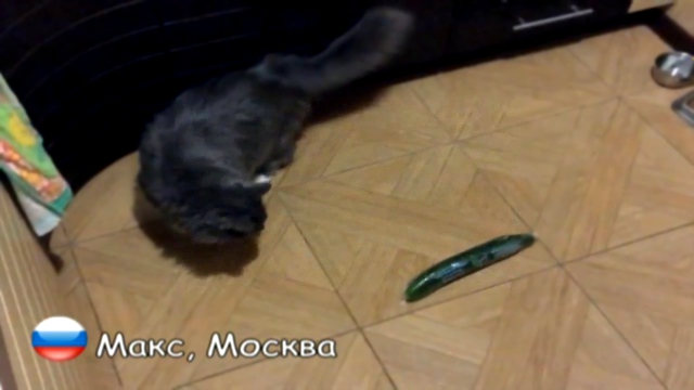 Видеоклип  Русские коты огурцов не боятся _ Russian cats not afraid of Сucumbers (Огуречная кото-фобия)