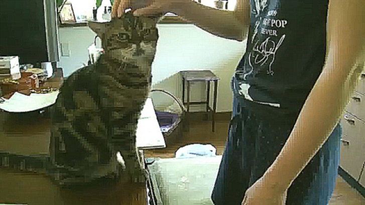 Видеоклип Кошка вежливо просит почесать её