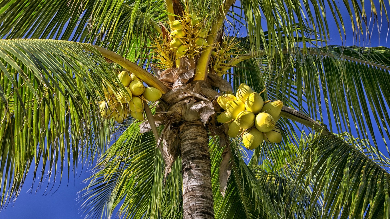 Что это за плод | это кокос