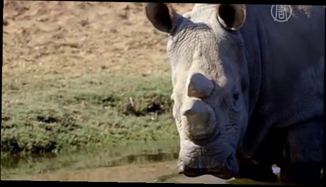 Видеоклип Самцов северного белого носорога не осталось