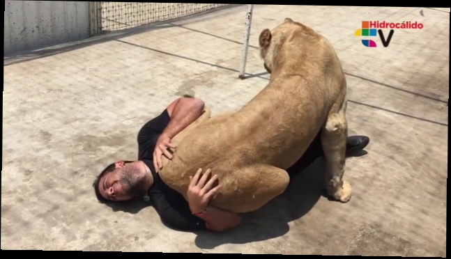 Видеоклип Молодая львица сбивает с ног мужчину, чтобы обнять его
