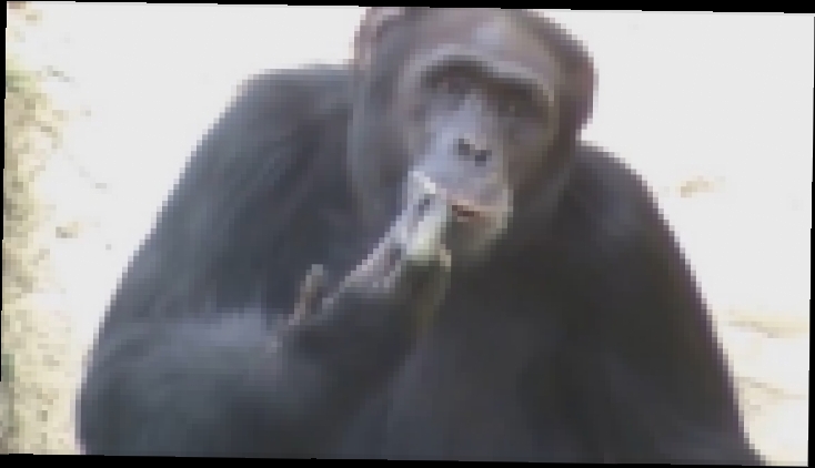 Видеоклип Курящая шимпанзе Азалия из зоопарка в Северной Корее