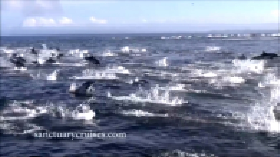 Видеоклип США. Касатки охотятся на дельфинов (14.04.2016 г.)