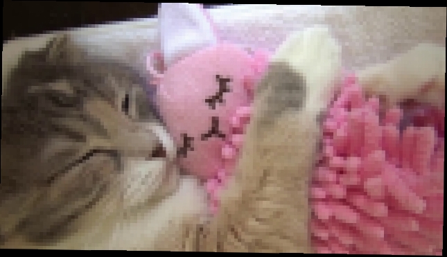 Видеоклип Кот спит с любимой игрушкой