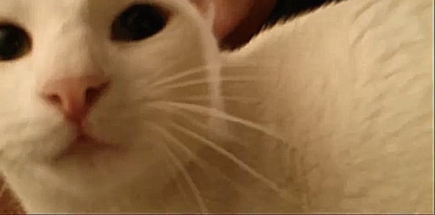 Видеоклип Голодный кот