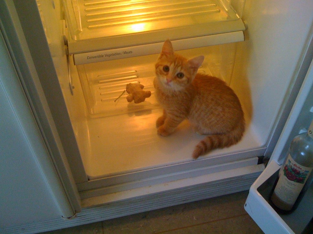 я открываю холодильник - там есть колбаса | ХЛЕБ