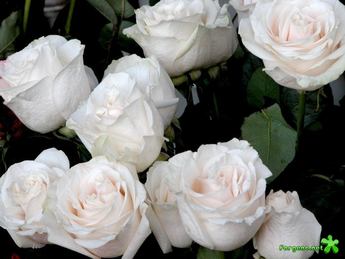Букет из белых роз | Ирина Круг и Королев