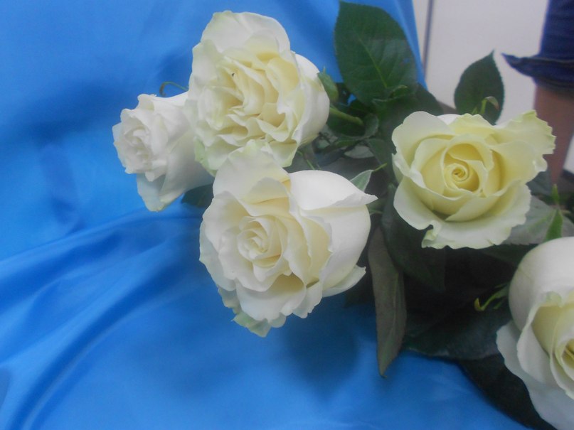 Белые розы | Ленинград-Белые розы