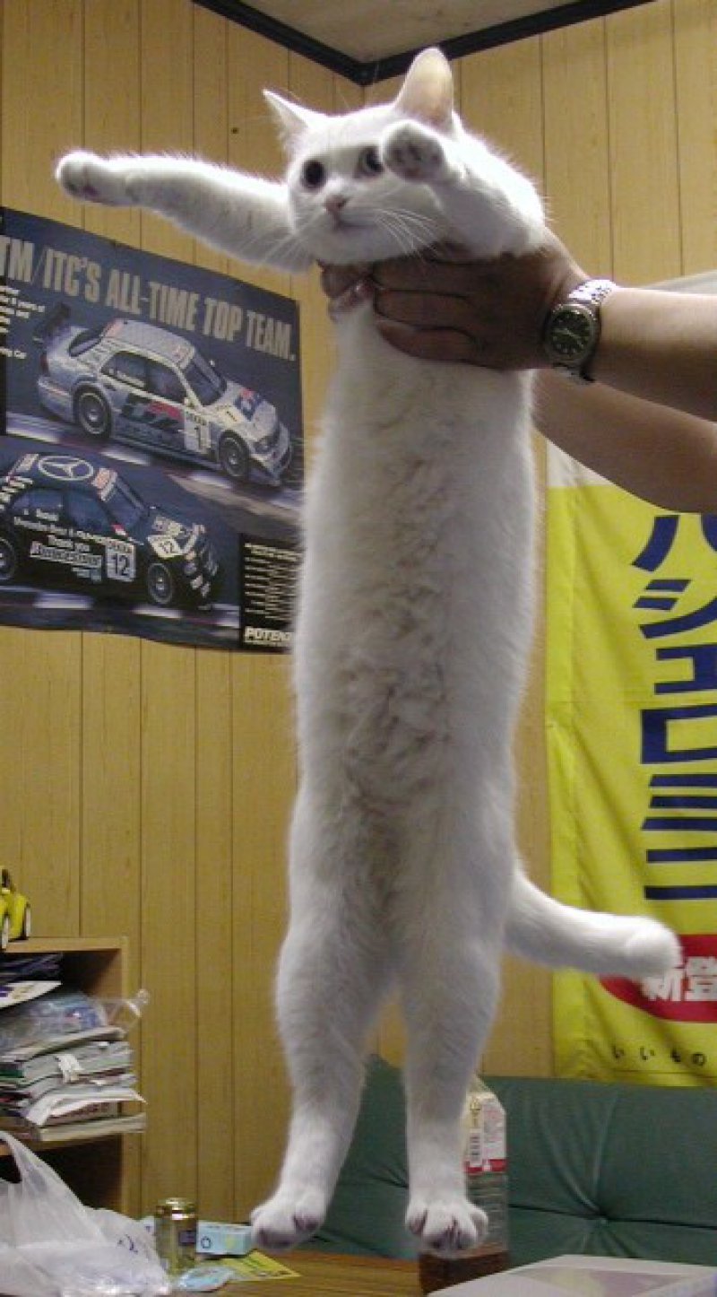 Очень длинный кот