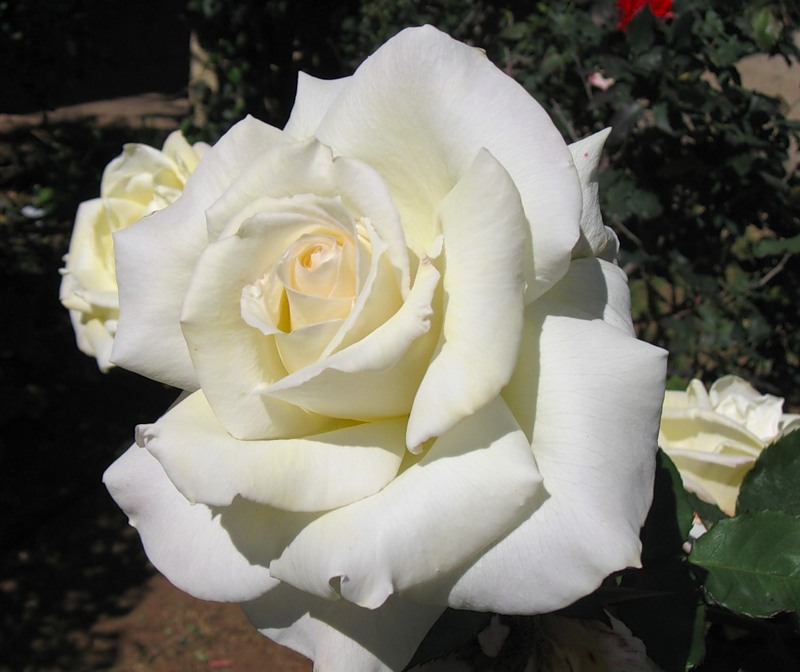 букет из белых роз моя одна с любимых, BEST-овых песен | Виктор Королев, Ирина Круг