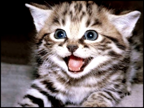 Видеоклип Прикол очень смешная песенка Ты мой миленький хорошенький мой котик  Кот Том Флэшкин