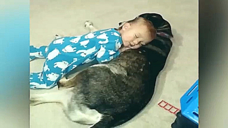 Видеоклип Ребенок засыпает на собаке