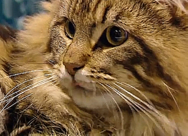 Загадочные кошки документальный фильм