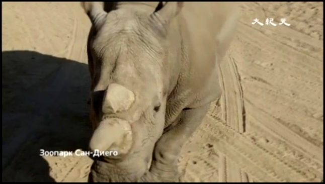 Видеоклип В Кении умер один из последних северных белых носорогов (новости)
