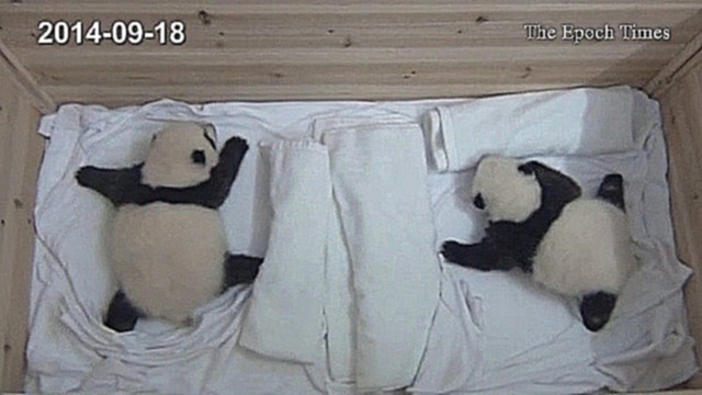 Видеоклип В зоопарке на юге Китая открыли глаза единственные в мире панды-тройняшки