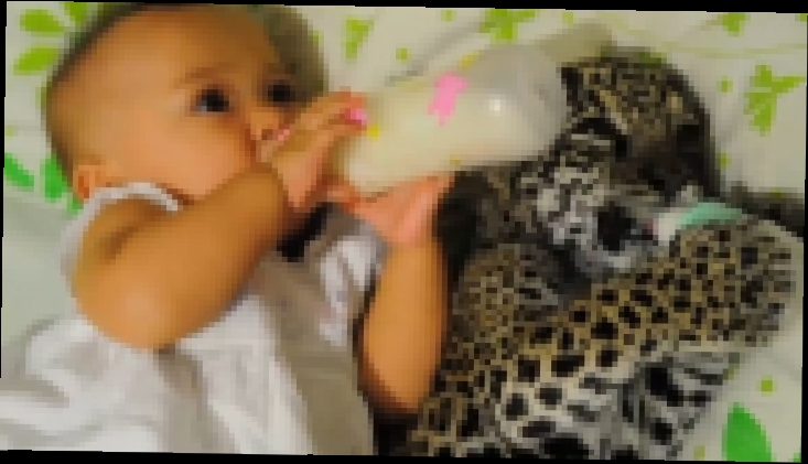 Видеоклип Девочка и ягуар пьют вместе молоко из бутылочек