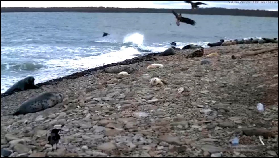 Видеоклип Самки серого тюленя отгоняют своих самцов и чёрных коршунов от детёнышей. Эстония