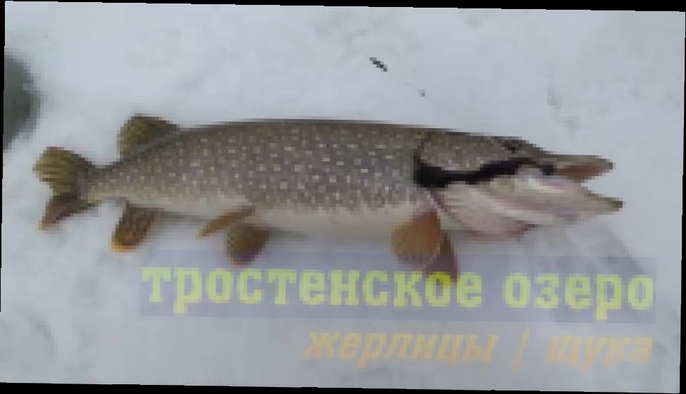 Видеоклип Королева Тростенского озера | жерлицы | щука | рыбалка 2017