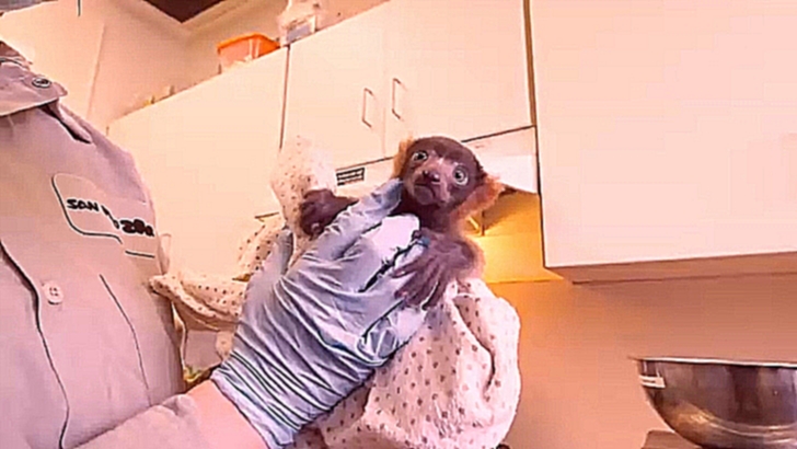 Видеоклип В зоопарке Сан-Диего родился красный лемур вари