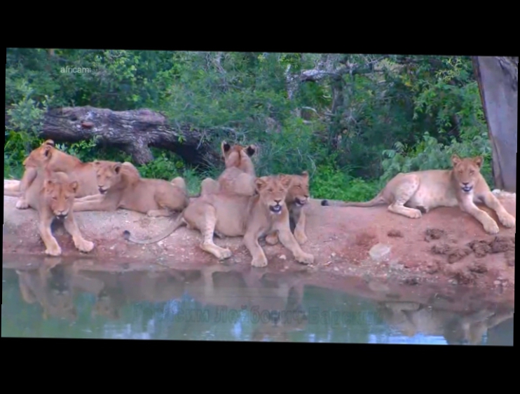 Видеоклип ПРИРОДА ЮАР. Заповедник Naledi. Львы-подростки жадно глотают воду. Котята всюду одинаковы.