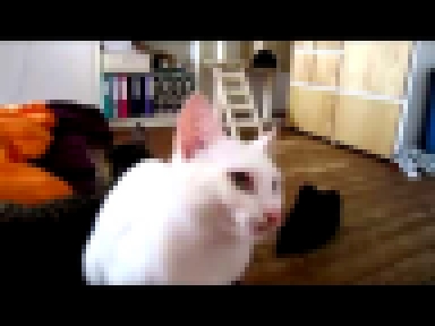 Видеоклип кот говорит на неизвестном вселенной языке
