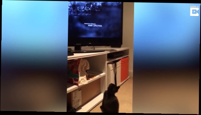 Кот смотрит документальный фильм о Вселенной