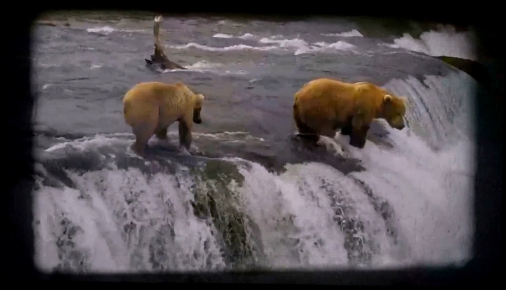 Видеоклип Дикая природа Аляски: Бурые медведи ловят лосося в водопадах реки Брукс. Часть 1