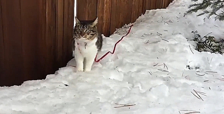 Видеоклип Котёнок гуляет с тремя хасками