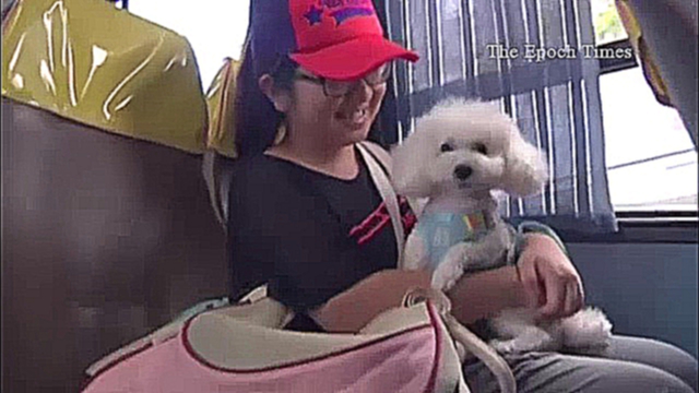 Видеоклип В Гонконге запустили автобус для собак