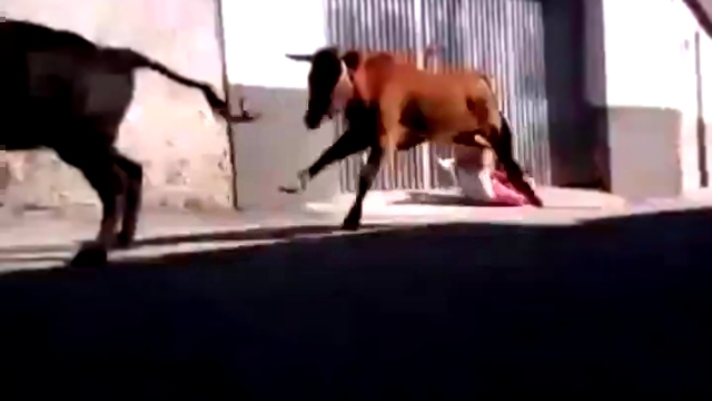 Видеоклип Фэйл на бегах от быков