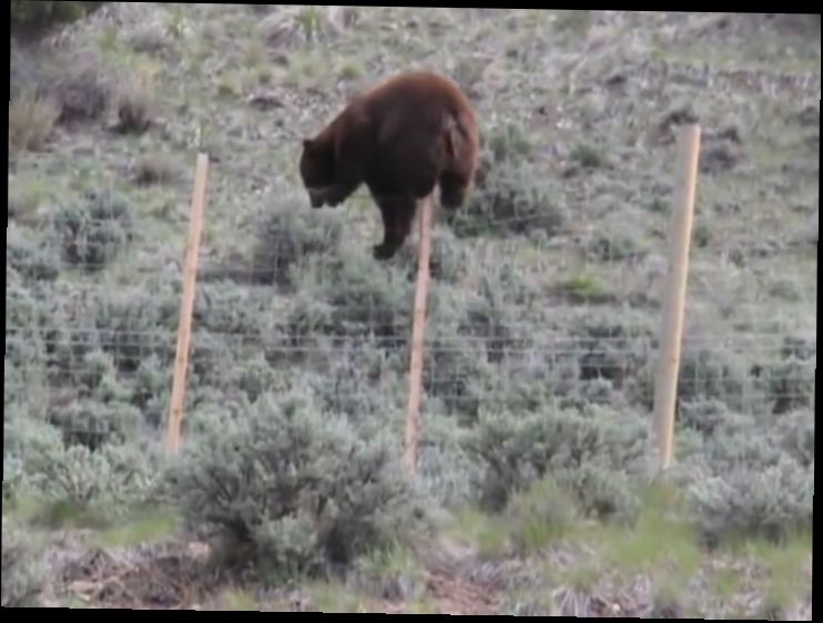 Видеоклип Медведь завис на заборе
