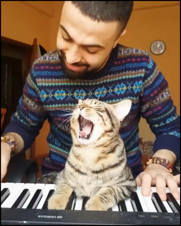 Видеоклип Кот любит, когда хозяин играет на пианино