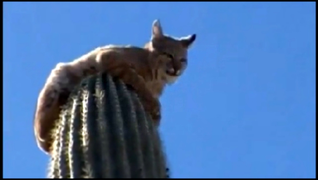 Видеоклип Кошак лежит на кактусе 