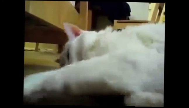 ОРУЩИЕ КОТЫ 2014 ! ПРИКОЛЫ РЖАЧ ! FUNNY VIDEOS Funny Cats Compilation2014 [NEW HD]