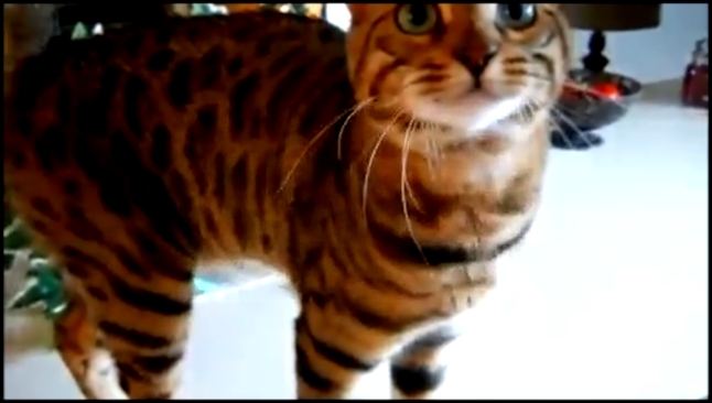 Видеоклип Говорящий бенгальский кот # Bengal Cat Boo Talking loudly