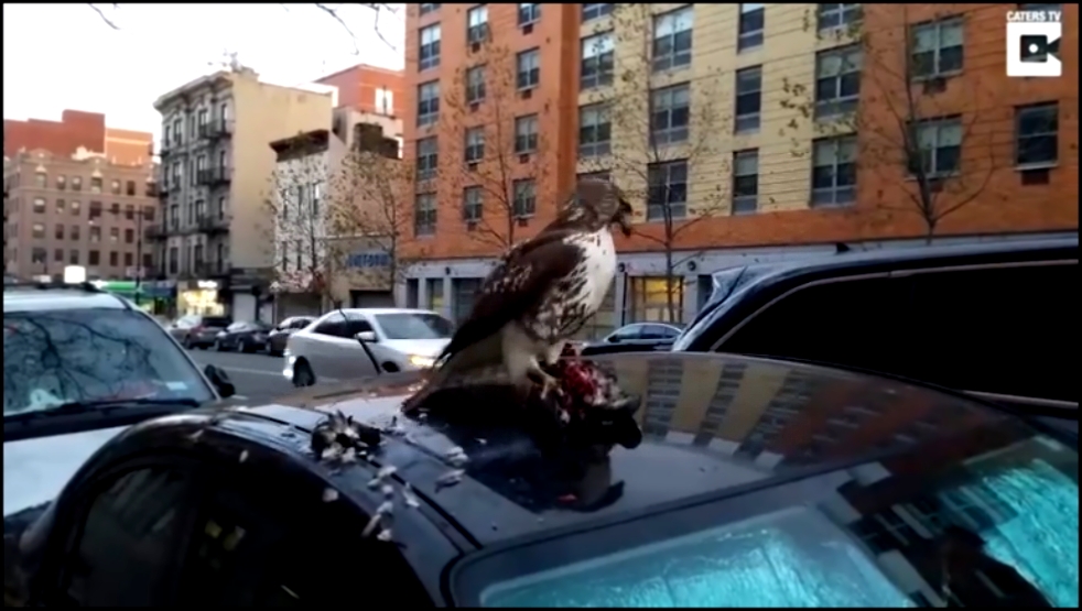 Видеоклип Ястреб обедает на крыше авто