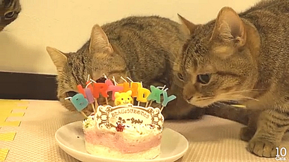 Видеоклип Праздничный торт для кота