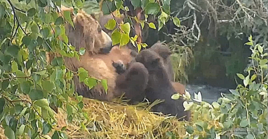 Видеоклип Аляска: Медведица и четыре её медвежонка-сосунка у водопада на реке Брукс, Катмай.