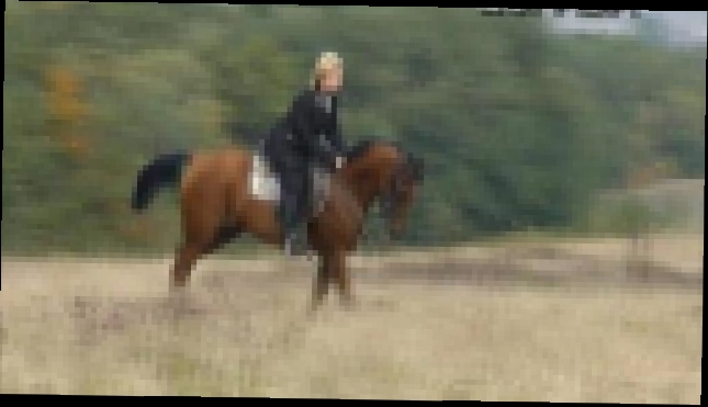 Видеоклип лошади на продажу, кобылка ЭСПАДА 2007г.р.(Драгун – Эпика )